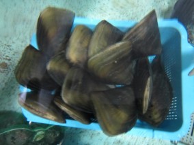 篠島素潜り漁のタイラ貝